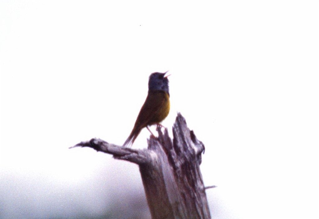 Warbler, Mourning, Nova Scotia, 7-1994 B03P41I02.jpg - Mourning Wabler